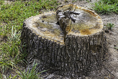 stump removal sarasota fl